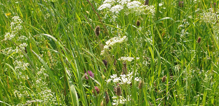 Inventarisatie botanische waarden graslanden en akkers Twickel ...